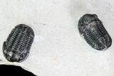 Cluster Nine Smooth Shelled Gerastos Trilobites - Mrakib, Morocco #108240-2